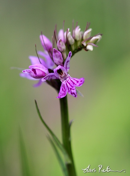 Early Marsh-orchid